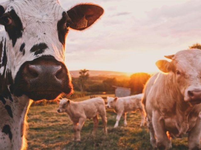 stijn-te-strake-UdhpcfImQ9Y-unsplash